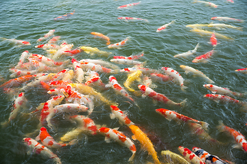 Image showing Koi fish