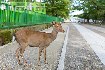 Image showing Deer in Nara park