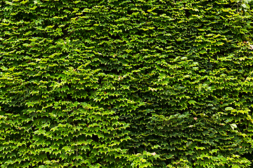 Image showing leaves of ivy covering the wall