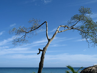 Image showing small tree by the blue ocean