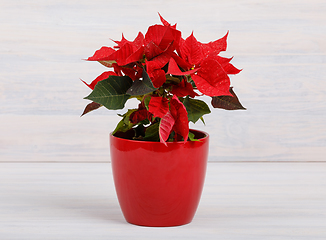 Image showing christmas flower red Poinsettia