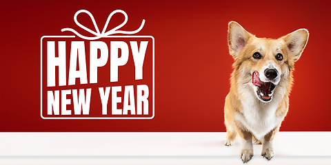 Image showing Young dog posing isolated on red studio background, wishes happy New Year