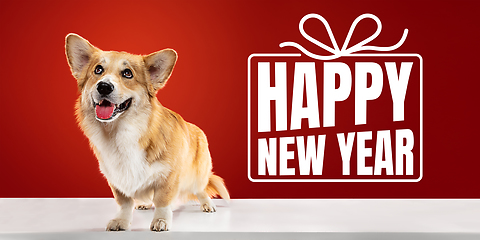 Image showing Young dog posing isolated on red studio background, wishes happy New Year