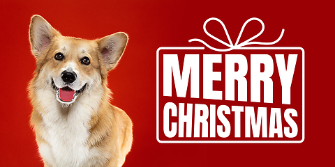 Image showing Young dog posing isolated on red studio background, wishes happy New Year