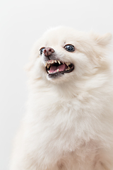 Image showing White Pomeranian barking over white background