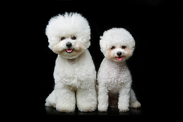 Image showing beautiful bichon frisee dogs