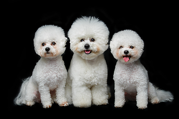 Image showing beautiful bichon frisee dogs