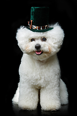 Image showing beautiful bichon frisee dog in cute hat