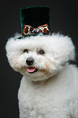 Image showing beautiful bichon frisee dog in cute hat