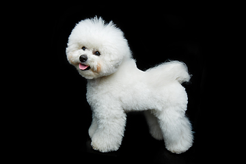 Image showing beautiful bichon frisee dog