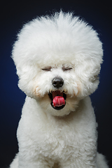 Image showing beautiful bichon frisee dog