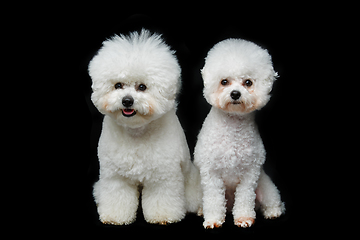 Image showing beautiful bichon frisee dogs