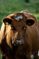 Image showing Cow 1