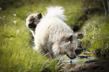 Image showing Eurasier