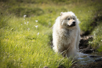 Image showing Eurasier