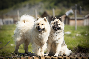 Image showing Eurasier