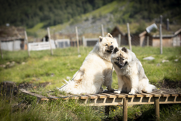 Image showing Eurasier