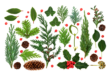 Image showing Winter Greenery of European Flora with Holly Berries