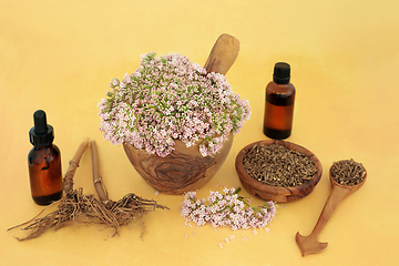 Image showing Valerian Herbal Medicine