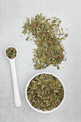 Image showing Bilberry Herb Leaves Used in Herbl Medicine