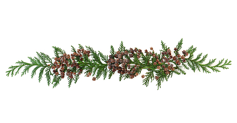 Image showing Decorative Cedar Cypress Arborvitae Leaf Sprigs