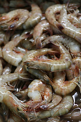 Image showing White Shrimps