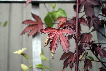 Image showing Red Leaf