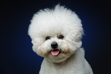 Image showing beautiful bichon frisee dog