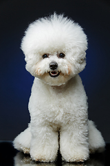 Image showing beautiful bichon frisee dog