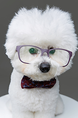 Image showing beautiful bichon frisee dog in bowtie and glasses