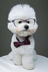 Image showing beautiful bichon frisee dog in bowtie and glasses