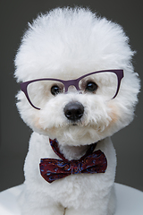 Image showing beautiful bichon frisee dog in bowtie and glasses