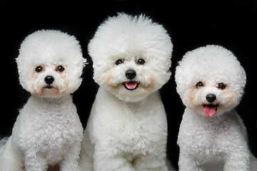 Image showing beautiful bichon frisee dogs