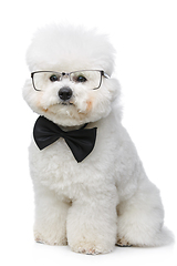 Image showing beautiful bichon frisee dog in bowtie and glasses