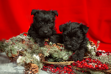 Image showing Studio shot of scottish terrier puppies on red studio background