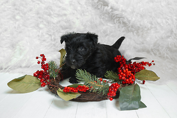 Image showing Studio shot of scottish terrier puppy on white studio background