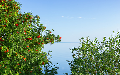 Image showing Rowan (Mountain Ash) and Willow by the Lake under the Blue Sky