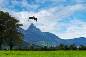 Image showing Landscape with mountains and flying bird, Switzerland Alps