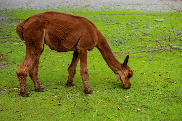 Image showing Beautiful young brown llama is eating green grass