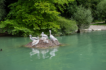 Image showing Pelican colony sitting on the stone in the pond