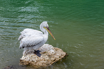 Image showing Close Up to pelican sitting on the stone in the pond