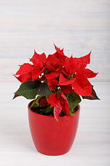 Image showing christmas flower red Poinsettia