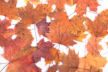 Image showing autumn background