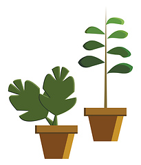 Image showing Two potted plant vector or color illustration