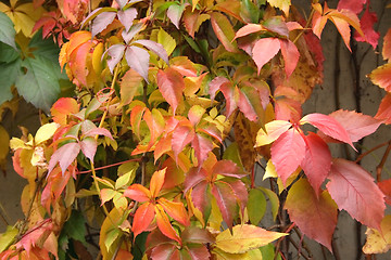 Image showing autumn background