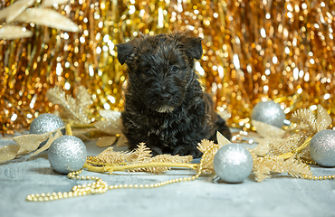 Image showing Studio shot of scottish terrier puppies on golden colored studio background