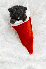 Image showing Studio shot of scottish terrier puppy on white studio background