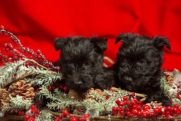 Image showing Studio shot of scottish terrier puppies on red studio background