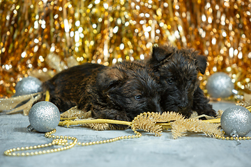 Image showing Studio shot of scottish terrier puppies on golden colored studio background