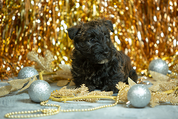 Image showing Studio shot of scottish terrier puppies on golden colored studio background